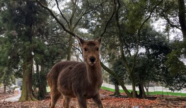 I took a picture of this cute deer in Nara Park and realized later that it had tree horns :)