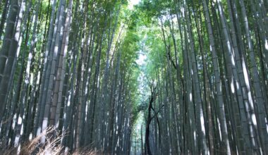 Bamboo breeze