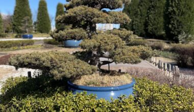 Bonsai tree near Odaiba