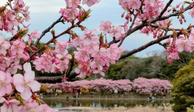 Miurakaigan Cherry Blossom Festival 🌸