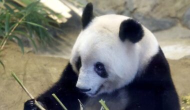 Beloved giant panda Xiang Xiang departs Japan for China