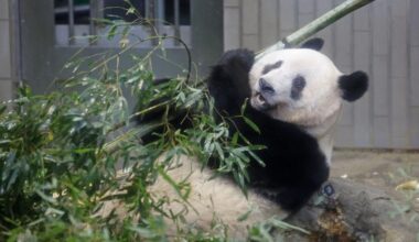 Fans flock to Tokyo zoo for panda's last day before China return