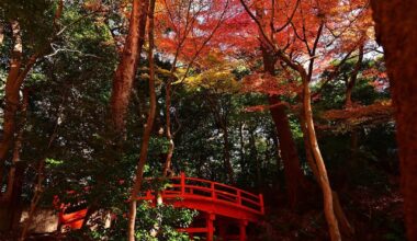 A beautiful stroll in Koishikawa Korakuen Gardens