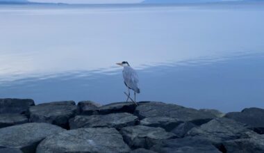 Heron on the bank of Lake Shinji, Matsue.