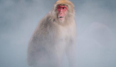 Incredible place: snow monkeys in Nagano's Jigokudani yaen-koen