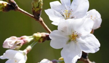 Tokyo cherry trees bloom earliest on record