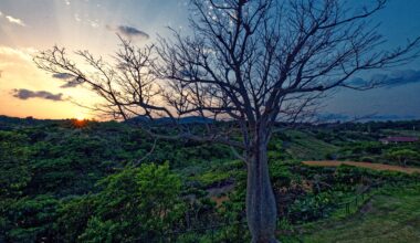 Beautiful Forest In Okinawa