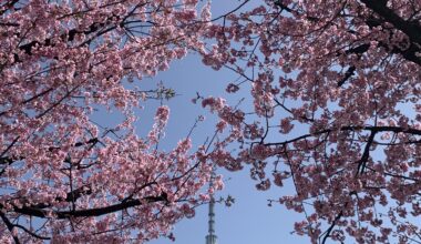 Sakura and the Tokyo Skytree. Taken a few days ago.