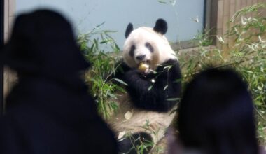 Chinese alarmed over possible panda abuse at U.S. zoo after welcoming Japan-grown Xiang Xiang home