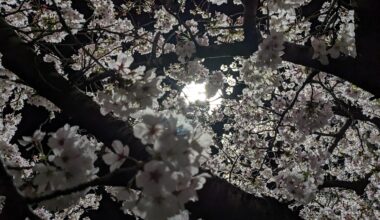 Cherry Blossoms at Night