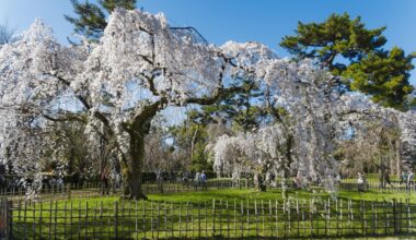 Weeping cherry trees in Kyoto Gyoen, March 19, 2023