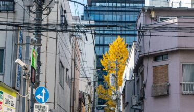 a yellow tree in Akihabara