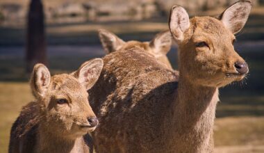 Deer in Nara