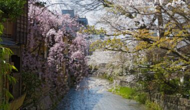 Cherry blossoms in full bloom at Gion Shirakawa, March 29, 2023