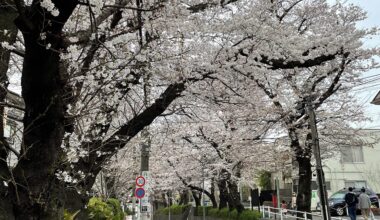 Sakura Zaka