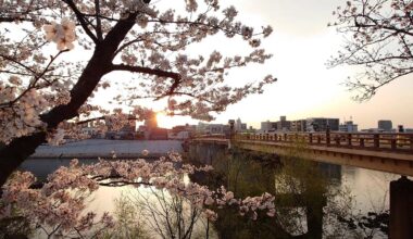 A sakura tree next to Tsurumi Bridge today in Korakuen, Okayama