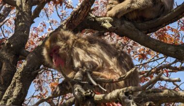 Monkeys in a cherry tree at Arashiyama Monkey Park [OC]
