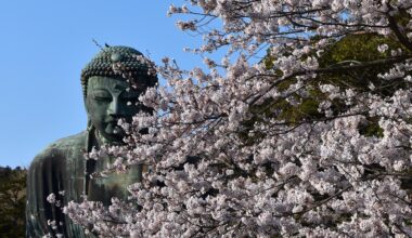 Daibutsu of Kamakura behind a veil of Cherry Blossoms