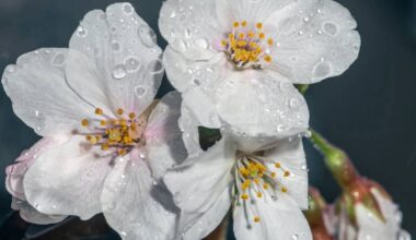 wet sakura blossoms