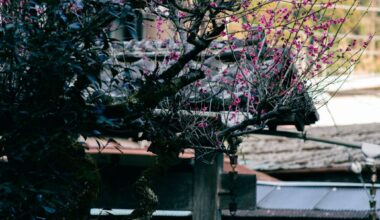 plum blossom over a gate