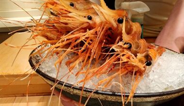 Omakase in Seoul featuring some monstrous Toyama shrimp