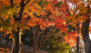 [OC] Autumn trees at Korakuen Garden, Okayama