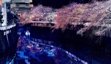 Sakura illumination at Kanda river