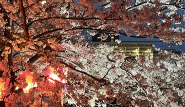 Cherry Blossom festival at Meguro River, Tokyo