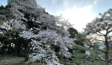 Beautiful Cherry Blossoms