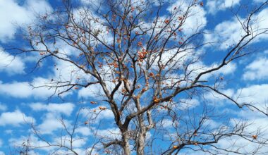 Fall Fruit - Persimmon 柿 Tree with Blue Sky in Wakayama