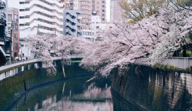 Kanda river blossoms