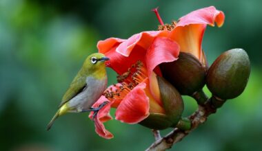 Birds of Japan: Japanese white-eye