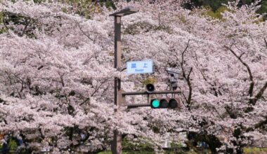 Full bloom at Keage Incline, one year ago today (Kyoto-fu)