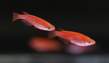 5 arrested over unauthorized cultivation of modified Japan killifish