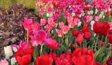 Disneyland spring tulips