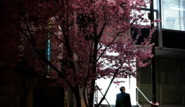 Sakuras and city lights took this week in Tokyo