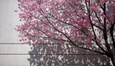 sakura? in tokyo