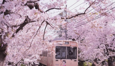 Beautiful Photos Capture the Magical Beginnings of Japan’s Cherry Blossom Season