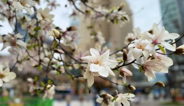 Yokohama blossoms