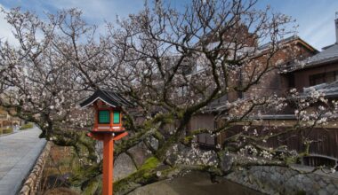 Plum blossoms at Gion Shirakawa, Kyoto, February 2023