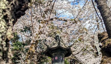 Cherry blossoms in Tokyo are now officially in full bloom!