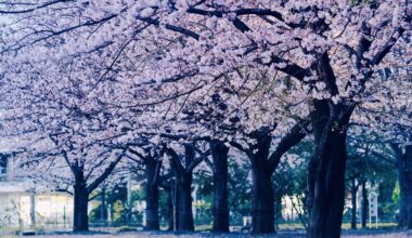 Sakura blossoms in the quiet Tokyo neighborhood