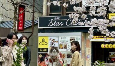 kimono cat in gion