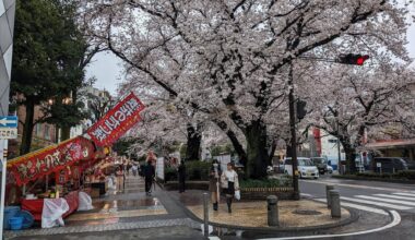 Local food stands under cherry blossoms for the first time in four years