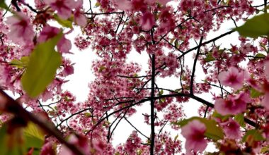 Kawazu sakura in Yodo, Kyoto!