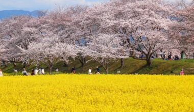 Cherry blossoms and rapeseed flowers at Fujiwara Palace Ruins, one year ago today (Nara-ken)