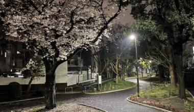 Quiet night beneath the cherry blossoms