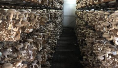 Harvesting Shiitake Mushroom in Tokushima