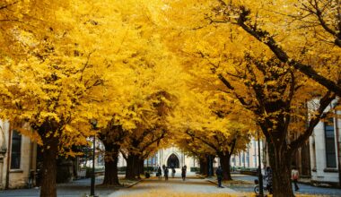 Autumn at Tokyo University