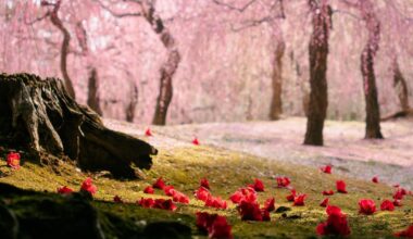 Went to Jōnangu Shrine to see plum blossoms recently